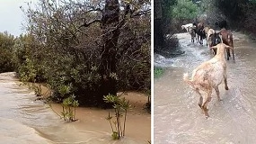 Foto de Cabra Payoya alerta sobre la difícil situación de las ganaderías tras el temporal