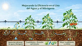 Foto de La eficiencia en el uso del nitrógeno y del agua en horticultura: evidencias fisiológicas en cultivos tipo