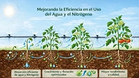 Foto de La eficiencia en el uso del nitrógeno y del agua en horticultura: evidencias fisiológicas en cultivos tipo