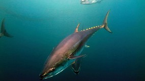 El cambio clim�tico alterar� las zonas de pesca del at�n rojo en el Atl�ntico