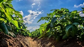 Foto de Situación de la patata en Europa: un análisis integral (Campaña 2025-2026)