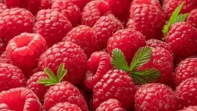 Foto de Produ��o sustent�vel de pequenos frutos: boas pr�ticas no per�metro de rega do Mira