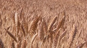 Foto de La Universidad de Córdoba lidera el proyecto Hardiwheat para obtener nuevas variedades de trigo de calidad y sostenible