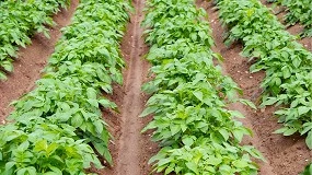 Foto de Efecto de los bioestimulantes orgánicos sobre la microbiota del suelo y la productividad de la patata de siembra