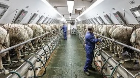 Foto de Assaf roza los 600 kilogramos en lactaciones naturales y Lacaune mejora en calidad de leche