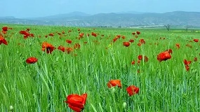 Foto de Manejo de malas hierbas en cereal: un desafío constante en la campaña 2025-2026
