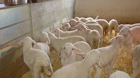 Foto de Lonja Agropecuaria de Salamanca - Cotizaciones de Ovino (23/2/2026)