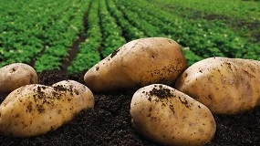 Foto de La patata frente al desafío de producir más con menor huella ambiental