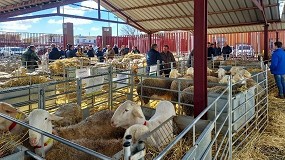 Agrama adjudica la totalidad de los sementales en la subasta de Manzanares