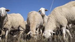 Foto de Grupo Pastores destaca los beneficios ambientales de la ganadería ovina extensiva
