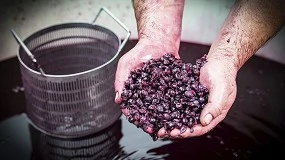 Foto de Valorización del orujo de las bodegas vitivinícolas en ingrediente para alimentación caprina