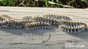 Foto de Siete recomendaciones clave para proteger a perros y gatos ante la llegada temprana de la oruga procesionaria