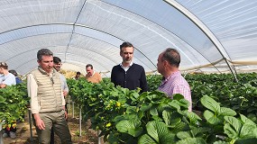 Foto de Huelva aglutina el 90,7% de las exportaciones andaluzas de frutos rojos
