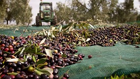 Oleand Manzanilla Olive integra a la Cooperativa Olivarera de Sanl�car La Mayor