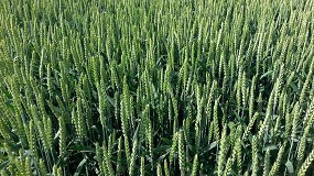 Foto de Syngenta obtiene el registro en Francia para su trigo h�brido X-Terra y acelera su expansi�n en Europa