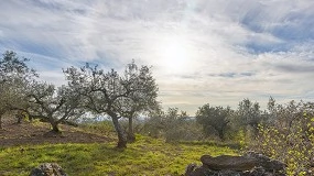 Foto de Un estudio del IAS-CSIC aporta datos relevantes sobre el impacto de la agricultura regenerativa en el olivar