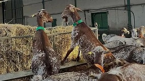 Foto de La raza Florida continúa su expansión con once ganaderías en Castilla-La Mancha