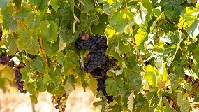 Foto de OIV promove inqu�rito global para reduzir consumo energ�tico na vinifica��o