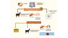Foto de Caprikaki: transformar el destrío del kaki en futuro sostenible para la leche de cabra