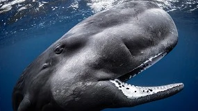 Foto de SCUBA FINDERS presenta a los ganadores de la categoría Gran Angular de UPY 2026