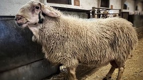 Foto de Un macho de la ganader�a de Daniel Pais�n Gil lidera el cat�logo de la raza Assaf