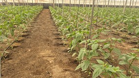 Gramoflor Ib�rica lanza un nuevo sustrato para hoyos de plantaci�n