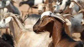 Foto de Ayudas en Canarias de 7,9 millones de euros para queserías y productores de ovino y caprino