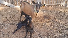Foto de Nacen los primeros cabritos malgaches mejorados genéticamente con la raza Murciano-Granadina