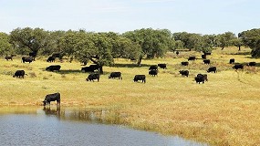 �vila acoge el 14 de marzo una subasta de hembras de la raza Avile�a-Negra Ib�rica