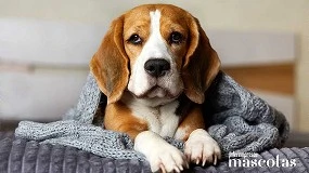 Foto de Golden retriever, pastor alemán o beagle, entre las razas más propensas a padecer enfermedades raras