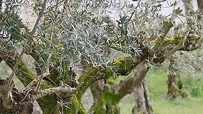 Foto de Concurso Nacional de Azeites de Portugal elege os melhores entre os melhores