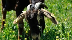 Foto de El logotipo ‘Raza Autóctona’ en Payoya refuerza sus garantías de origen y calidad