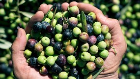 Foto de Asaja C�rdoba pide activar las ayudas extraordinarias al olivar y al vi�edo previstas en la Ley 1/2025