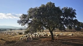 Foto de Madrid reunirá a más de 200 profesionales del pastoreo en un encuentro internacional