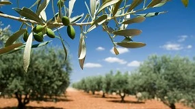 Foto de Dos grupos reproductivos en el olivo: la producción de aceitunas solo es posible entre variedades que no pertenecen al mismo grupo. Parte 1