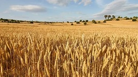 Foto de Terra-Sorb® granum: mayor eficiencia del nitrógeno en cultivos extensivos reduciendo Unidades Fertilizantes de Nitrógeno