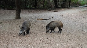 La peste porcina salta al municipio de Barcelona y obliga a extender restricciones
