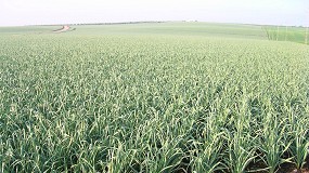 Foto de Los productores europeos de ajo reclaman m�s apoyo frente al aumento de costes e importaciones