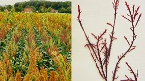 Foto de Nova embalagem biodegrad�vel combina cereais e biomassa marinha para reduzir a sensibilidade � humidade