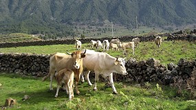 Foto de El Ministerio plantear� ampliar la vacunaci�n de dermatosis nodular en Arag�n, Catalu�a y Navarra