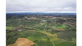 Foto de S� Morais Castro alcan�a melhor de campanha de azeitona de sempre