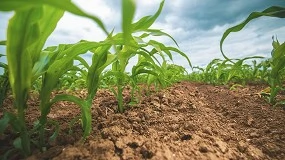 Foto de La fertilización del maíz: conceptos básicos para su correcto manejo