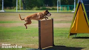 Foto de Consuegra acoge la XXX Copa de España de Adiestramiento Canino IGP, la prueba máxima para medir el instinto y la disciplina de los perros de élite