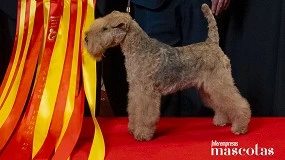 Foto de Mientras Hollywood celebraba sus Oscar, Madrid acogía los 'Oscar de los perros'