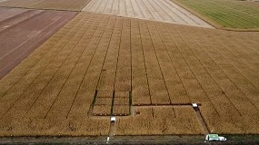 Foto de Uso de drones para evaluar el estado nutricional del maíz