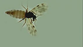 Foto de Ganaderos extensivos de ovino piden que la vacuna de la lengua azul sea obligatoria y gratuita