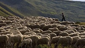 Foto de Grecia confirma el primer caso de fiebre aftosa en su territorio en un cuarto de siglo