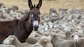 Foto de La UE negocia con Australia multiplicar por once las importaciones de cordero