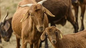 Foto de La IGP Cabrito de Extremadura inicia el proceso para permitir el sacrificio fuera de la región