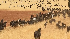 Foto de La raza caprina Negra Serrana Castiza obtiene el logotipo ‘100% Raza Autóctona’